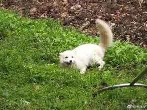 小狐狸群爆料视频大全,揭秘萌狐日常与趣事